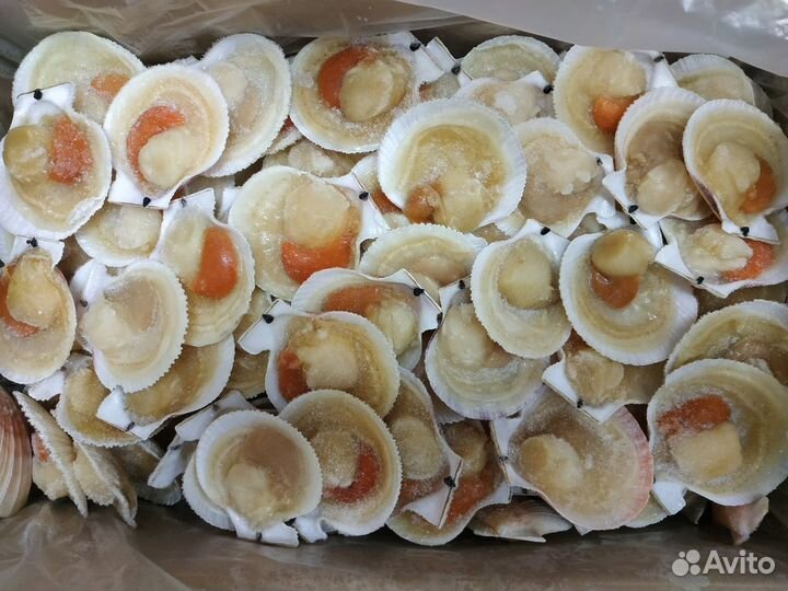 Морской гребешок на полустворке