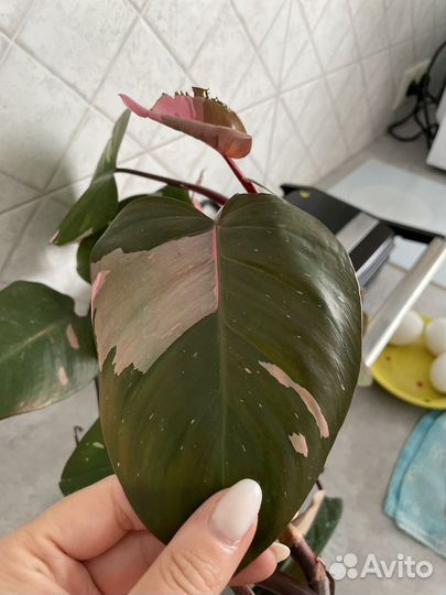 Филодендрон розовая принцесса
