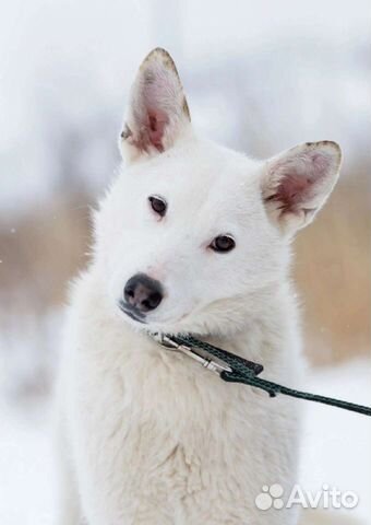 Собака Катрина