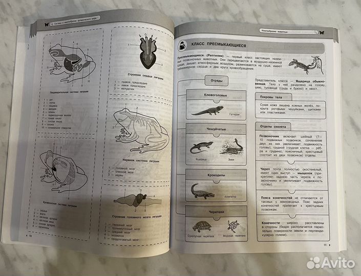 Наглядный школьный курс удобно и понятно