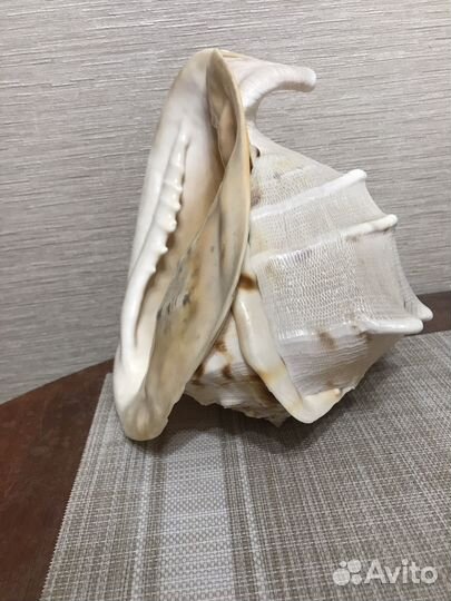 Ракушка морская большая