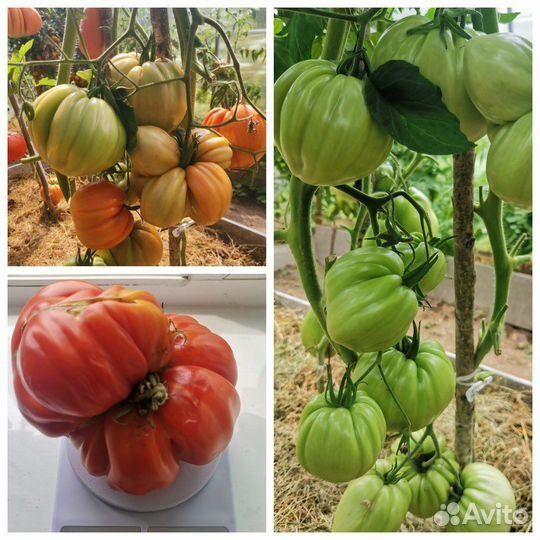 Семена томатов