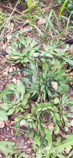 Молодило каменная роза