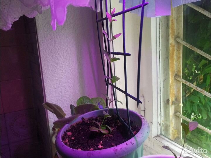 Эустома рассада