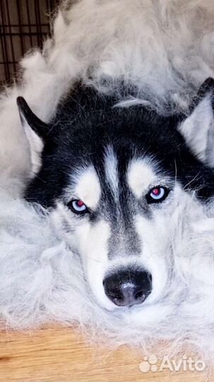 Шерсть хаски