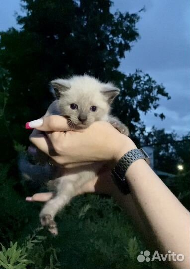 Котята в добрые руки 1 месяц