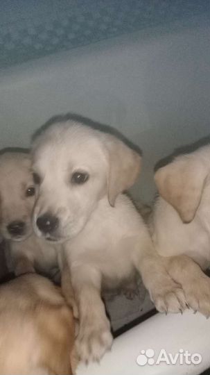 Щенки Лабрадора