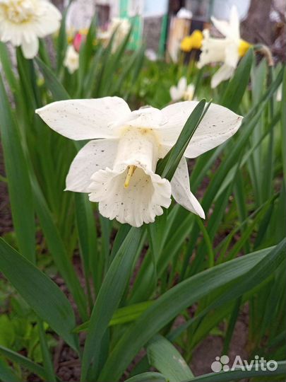 Луковицы сортовых нарциссов, мускари