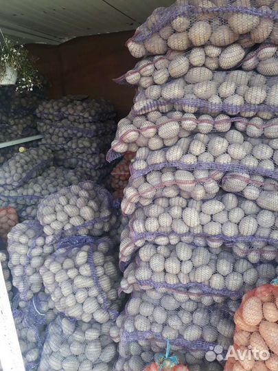 Картофель продовольственный