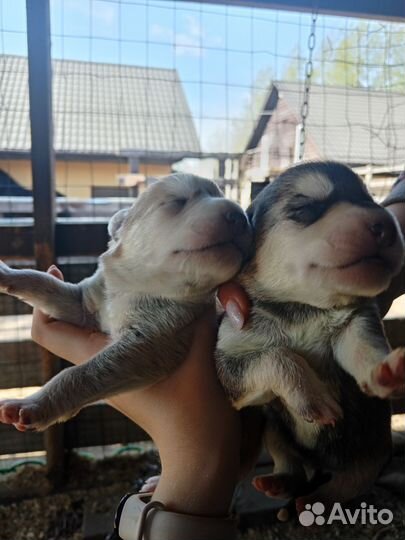 Щенки