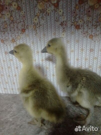 Гусята тамбовские (серые)