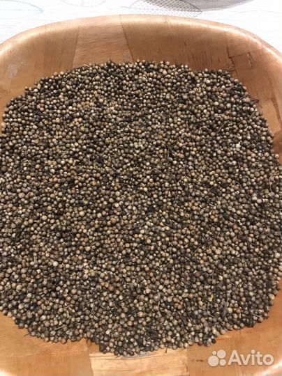 Семена укропа