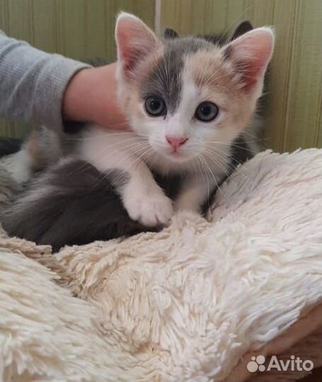Котята ищут дом