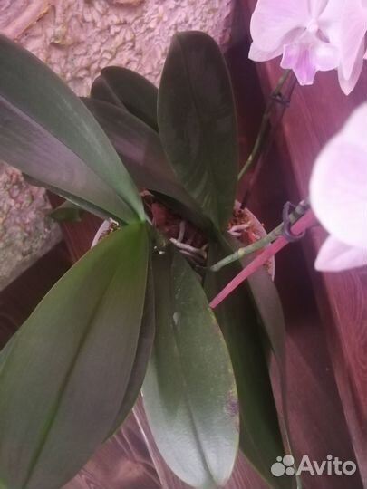 Орхидея фаленопсис