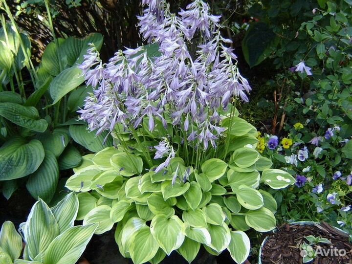 Растения для сада с зкс