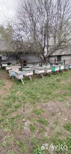 Продам пакеты пчел