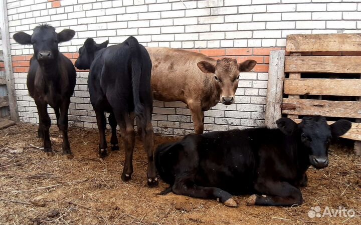 Бычёк и тёлочки