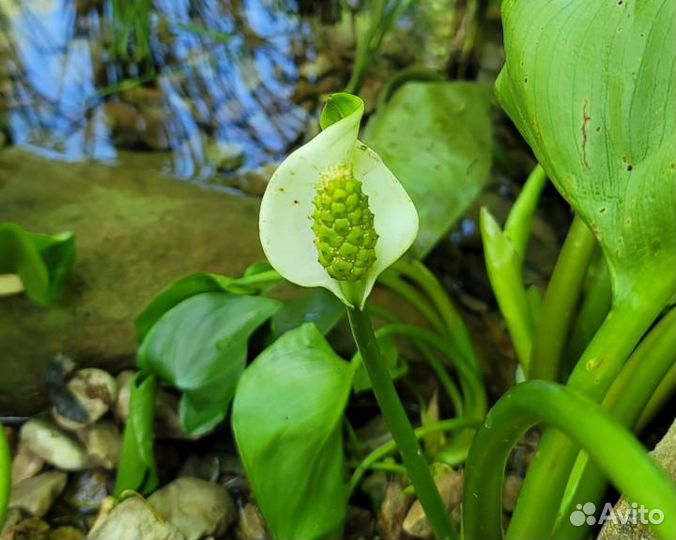 Растения для пруда, набор 