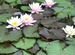 Растения для пруда Нимфеи(водяные лилии)