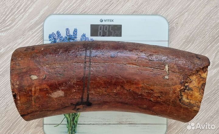 Бивень мамонта