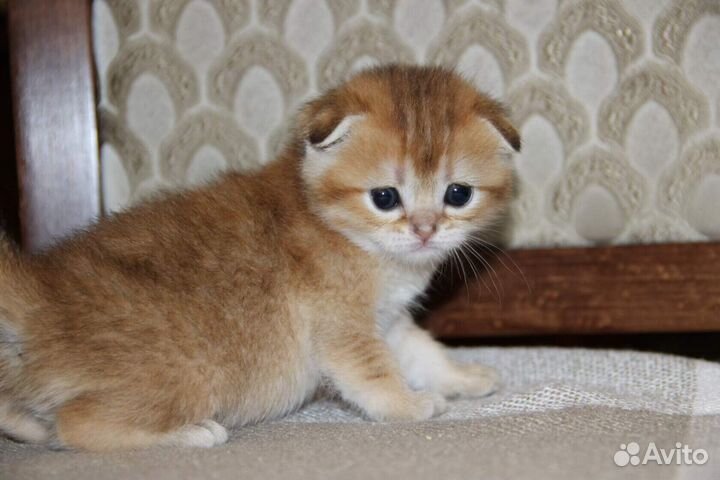 Элитный золотая шиншилла мальчик