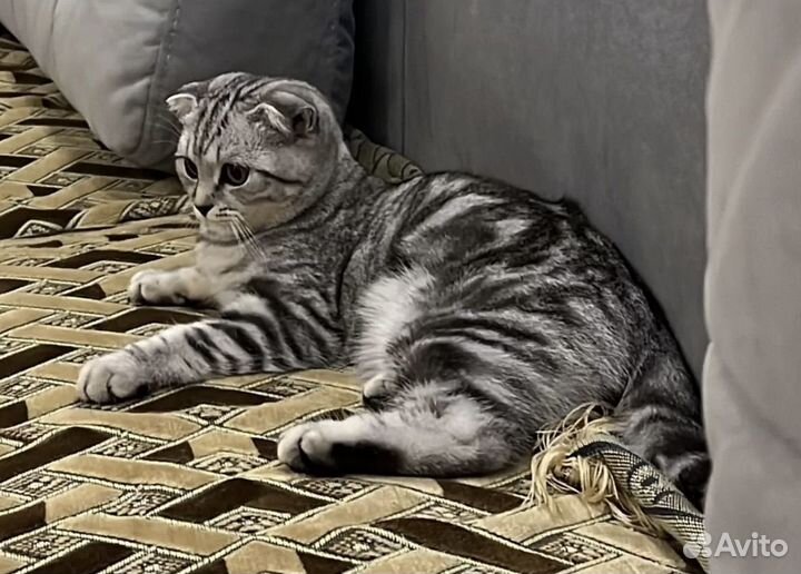 Продам шотландских котят