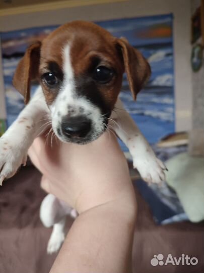 Щенки джек рассел терьер