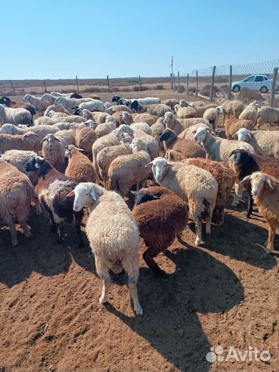 Овцы матки ягнята бараны