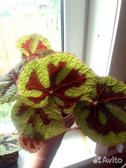 Сансевиерия голден ханни