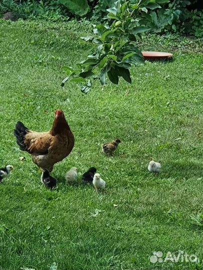 Карликовая бентамка и цыплята