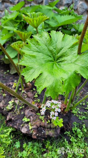 Продам многолетник для сада - Дармера щитовидная