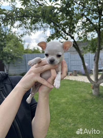 Щенки чихуахуа мини гладкошерстные