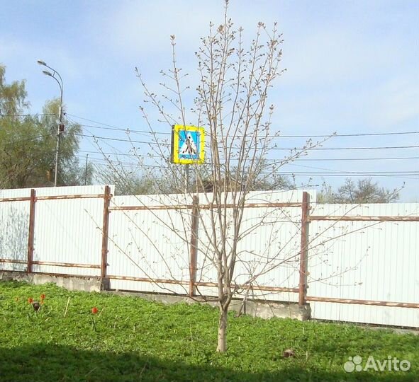 Клён остролистный 4 - 5 м