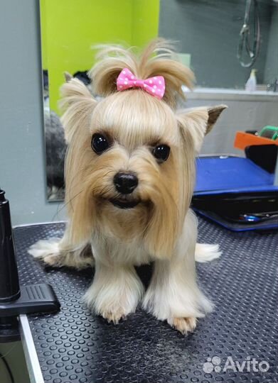 Груминг стрижка собак и кошек Тюмень