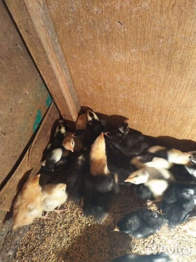 Продаём цыплят разных пород