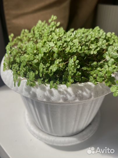 Солейролия