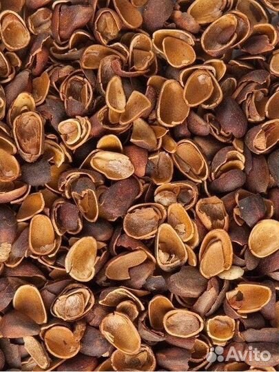 Скорлупа кедрового ореха
