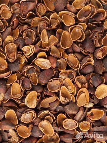 Скорлупа кедрового ореха