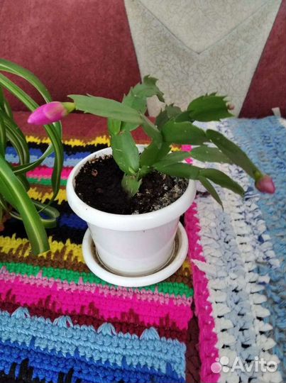 Хамедорея и комнатные цветы