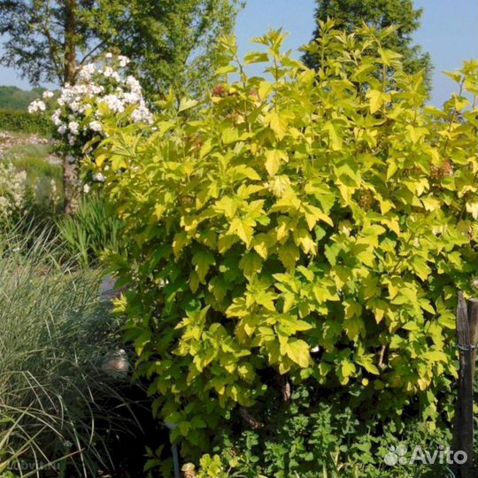 Пузыреплодник Ангел Голд