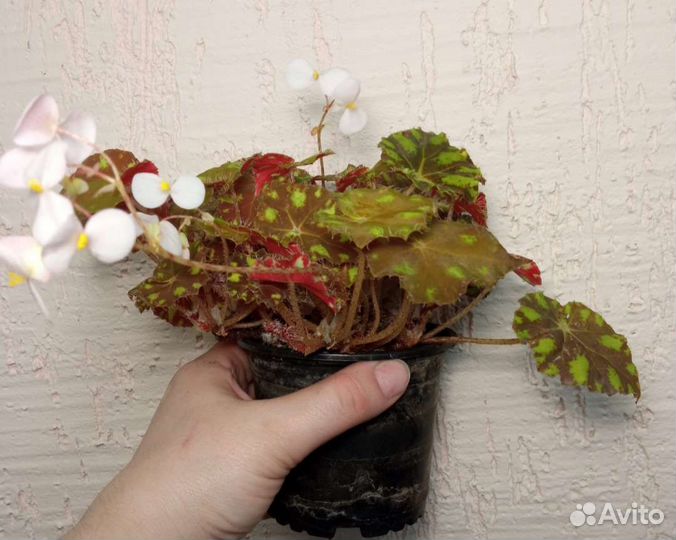 Бегония тигровая бауэра