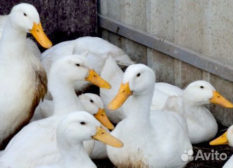 Утята бройлеры