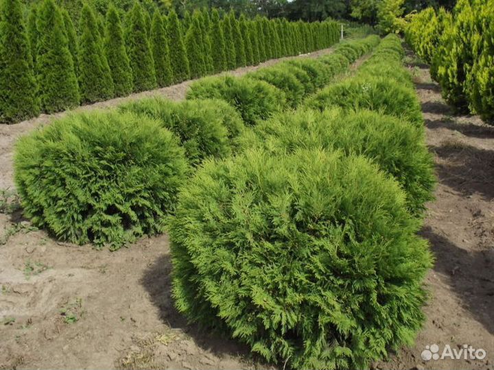 Туя Литл Чемпион