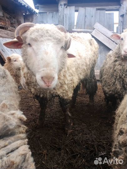 Баран куйбышевский