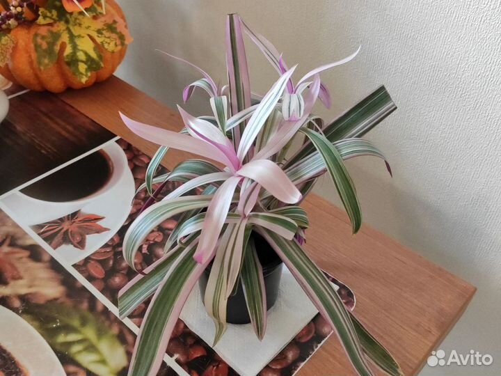 Рео полосатый