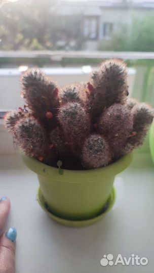 Кактус цветущий