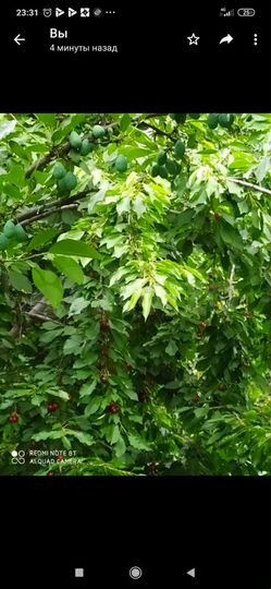 Дача 20 м² на участке 6 сот.