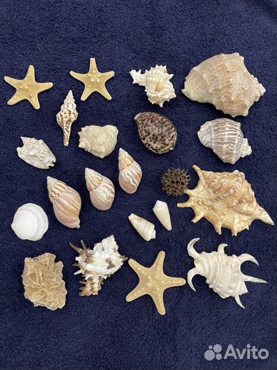 Морские ракушки