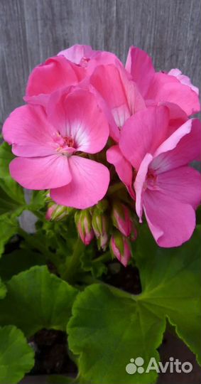 Пеларгония герань сортовая