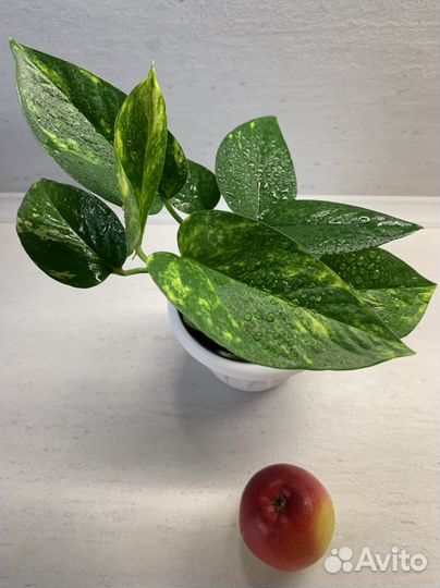 Лиана домашняя